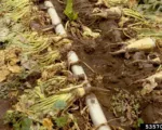 Rhizomania of Sugar Beet