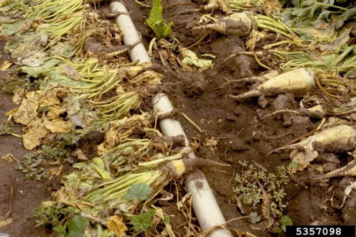 Rhizomania of Sugar Beet