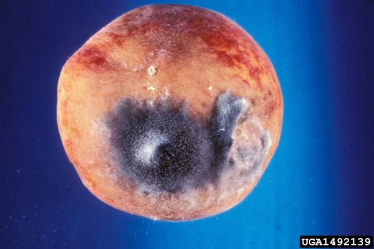 Rhizopus-Fruchtfäule (Schwarzschimmel) – Diagnosefoto