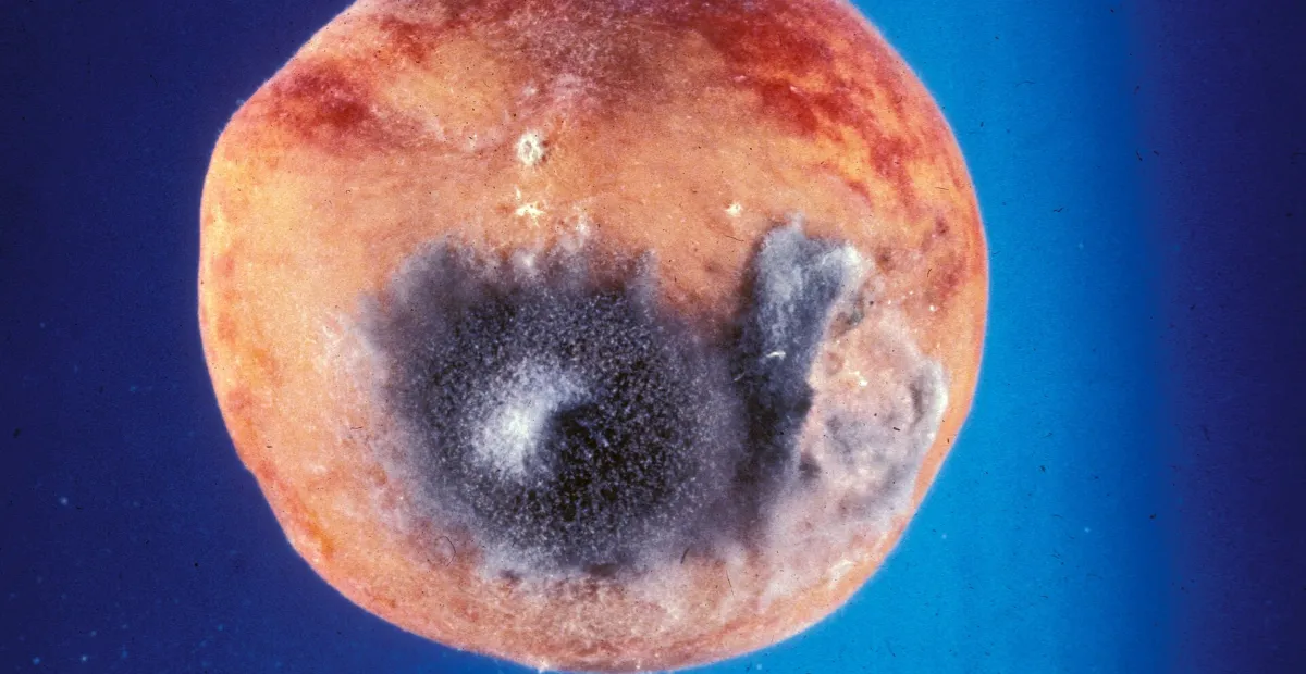 Rhizopus soft rot
