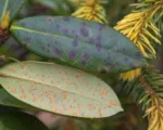 Rhododendron–Spruce Needle Rust