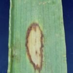 Rhynchosporium-Blattfleckenkrankheit