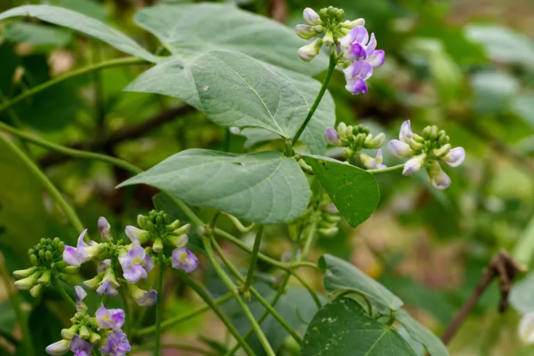 Vigna umbellata