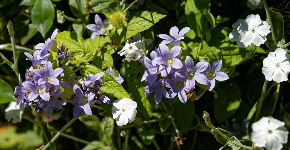 Riesen-Glockenblume (Campanula lactiflora) – Pflanzenfoto