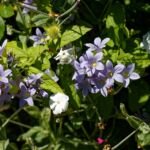 Riesen-Glockenblume (Campanula lactiflora) – Pflanzenfoto