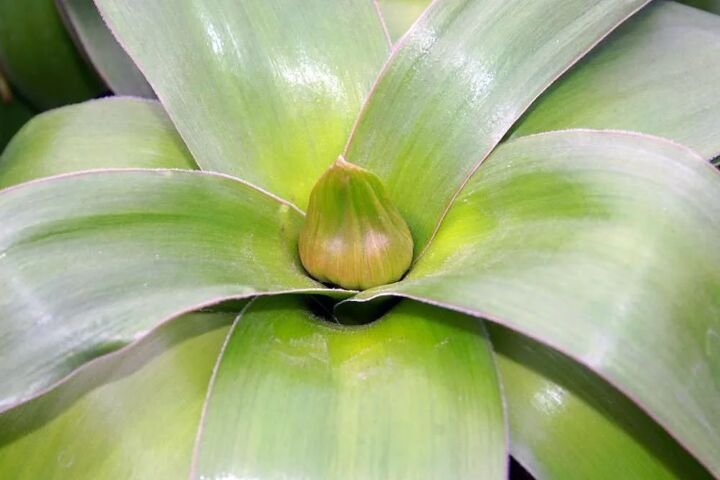 Allium 'Giganteum Globemaster'