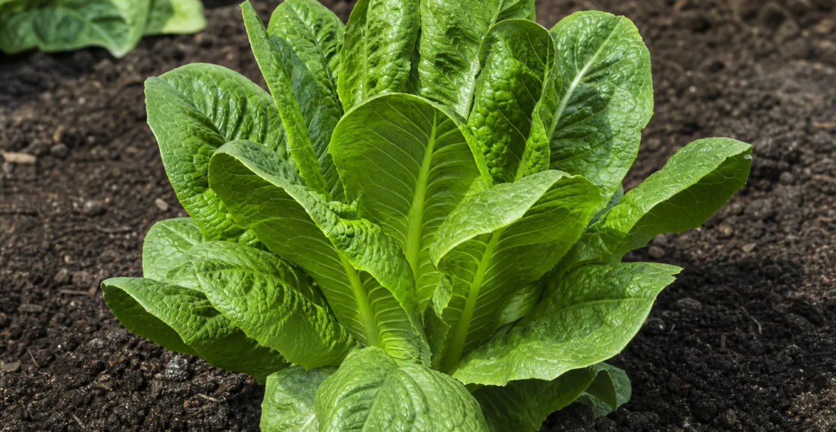 Rímsky šalát (Lactuca sativa Longifolia Group) – fotografia rastliny