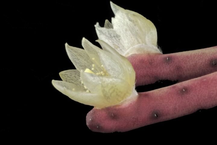 Rhipsalis baccifera