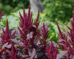 Rispen-Fuchsschwanz (Amaranthus cruentus) – Pflege