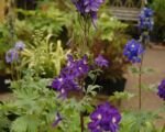 Rittersporn ‘Black Knight’ (Delphinium ‘Black Knight’)