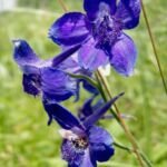 Rittersporn (Delphinium 'Blue Bird') – Pflanzenfoto