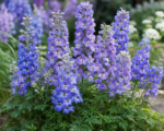 Rittersporn (Delphinium ‘Magic Fountains’)