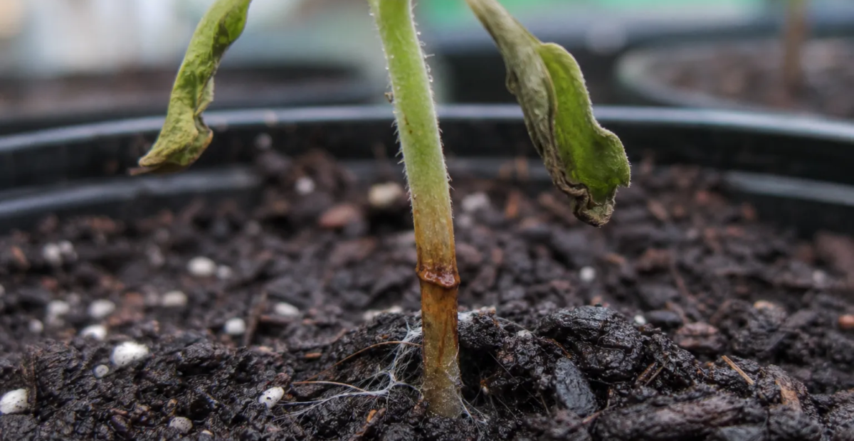 Rizoktónia (Rhizoctonia solani)