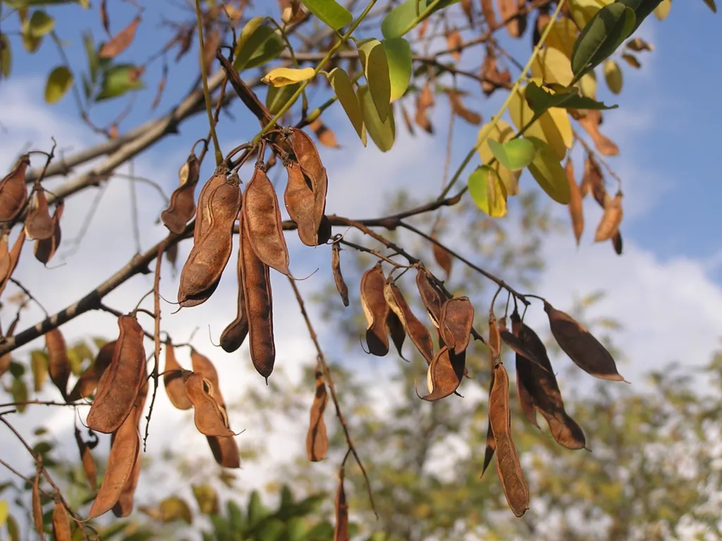 Gewöhnliche Robinie (Robinia pseudoacacia) – Pflanzenfoto