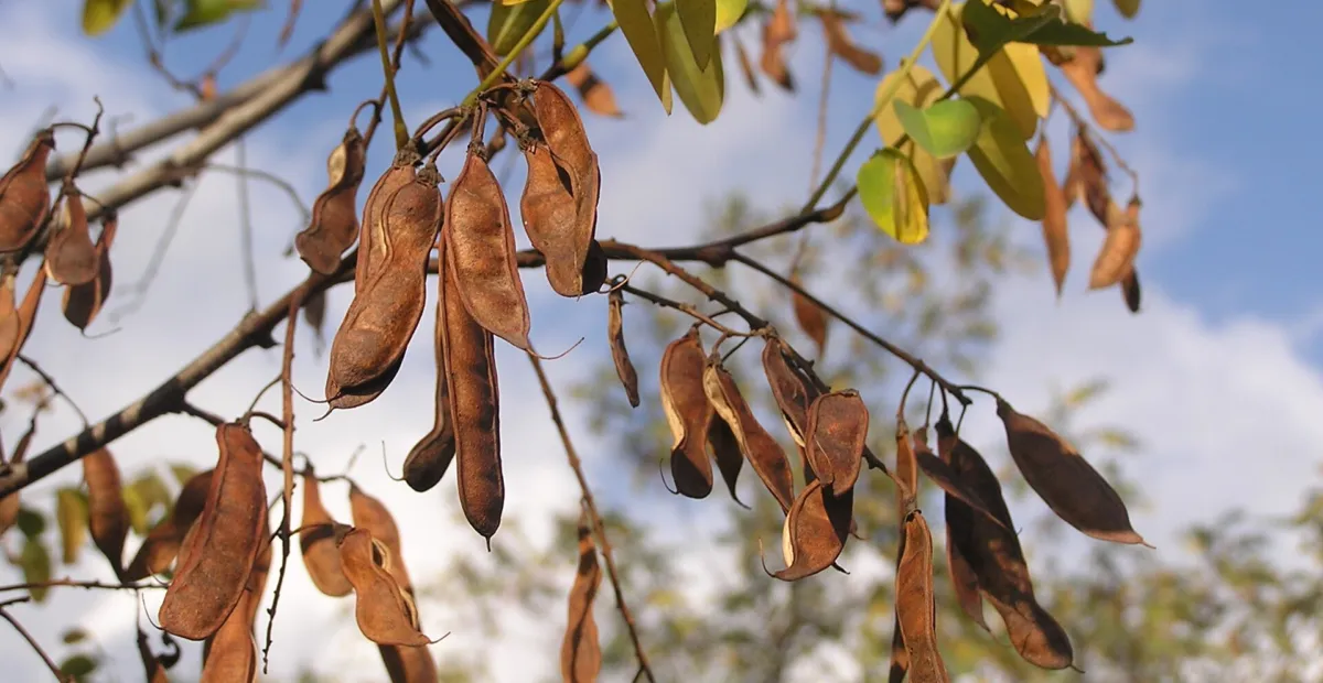 Gewöhnliche Robinie (Robinia pseudoacacia) – Pflanzenfoto