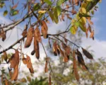 False Acacia (Robinia pseudoacacia) care guide