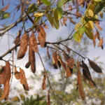 False Acacia (Robinia pseudoacacia) – fruit in close-up, plant photo