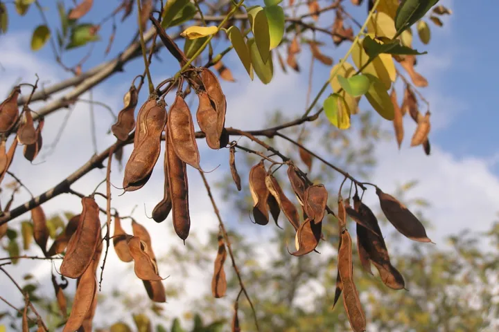 Robinia pseudoacacia