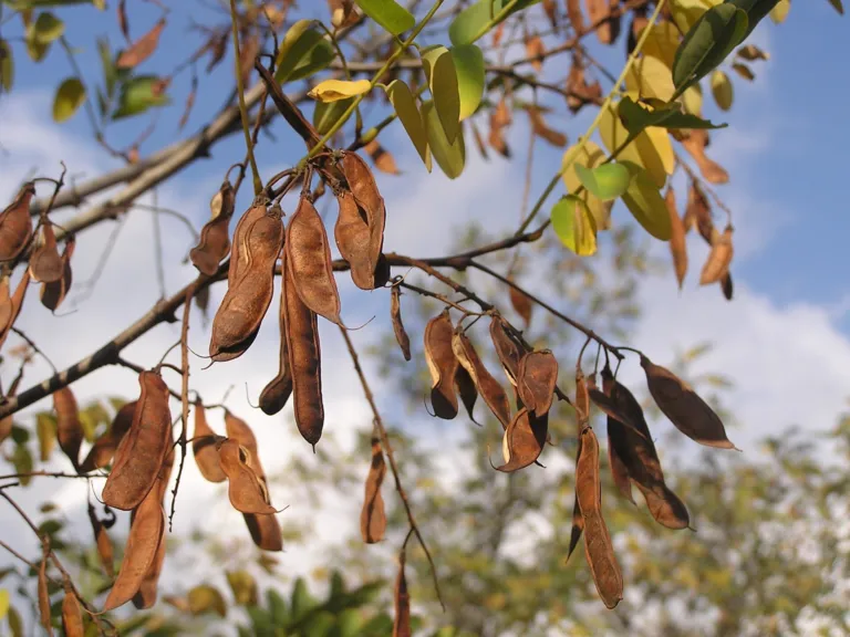 Robinia pseudoacacia