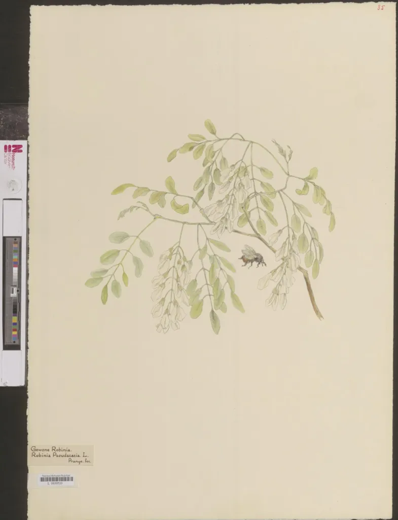 Gewöhnliche Robinie (Robinia pseudoacacia) – typisches Erscheinungsbild, Pflanzenfoto