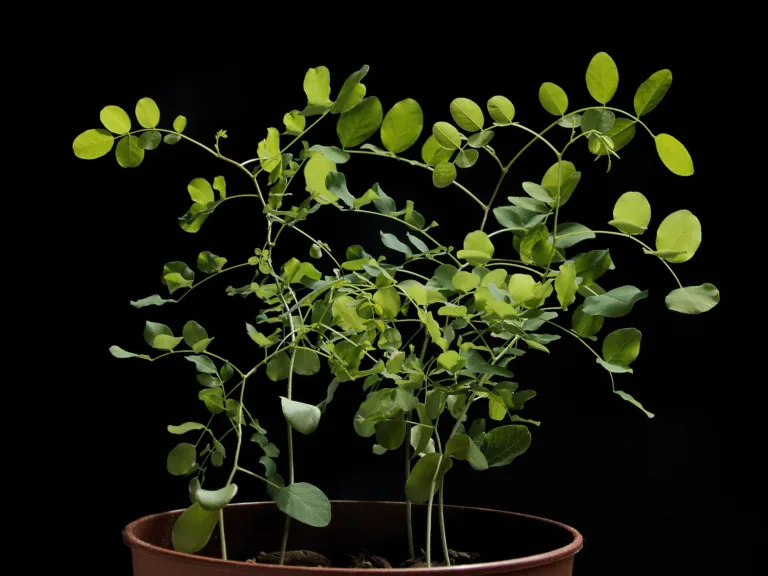 False Acacia (Robinia pseudoacacia) – characteristic appearance, plant photo