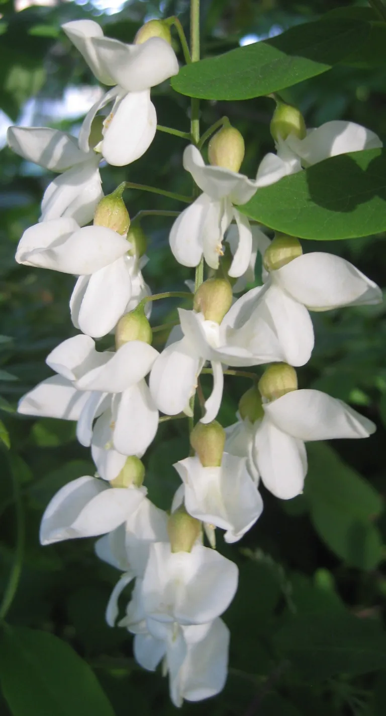 False Acacia (Robinia pseudoacacia) – characteristic appearance, plant photo