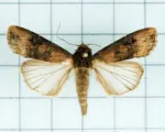 Rolnica gwoździówka – Agrotis ipsilon