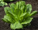 Romaine lettuce (Lactuca sativa Longifolia Group) care guide