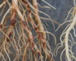 Root-lesion nematode