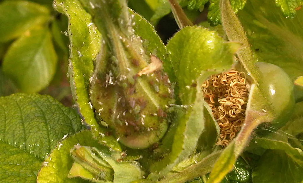 Rose aphid