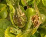 Rose aphid
