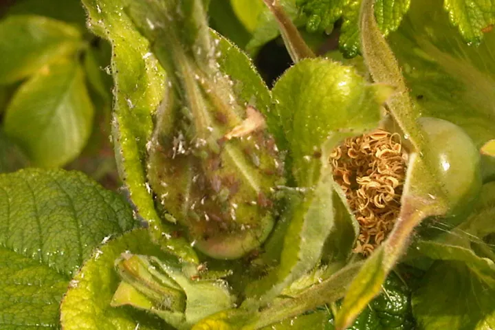 Rose aphid