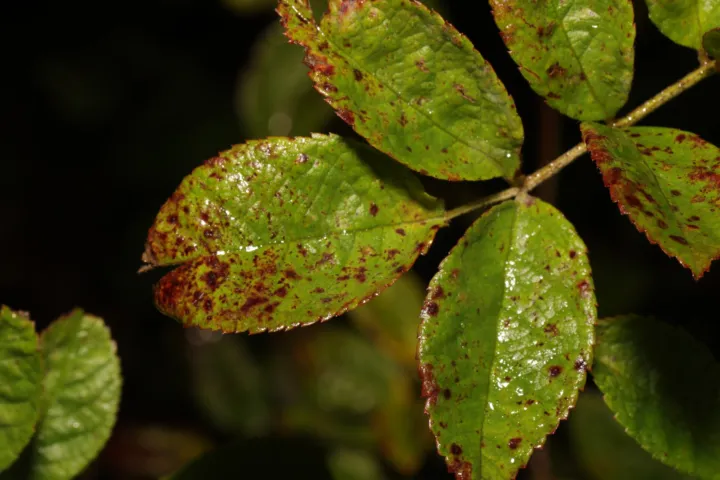 Rose black spot
