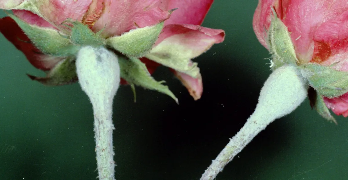 Rose powdery mildew