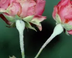 Rose powdery mildew