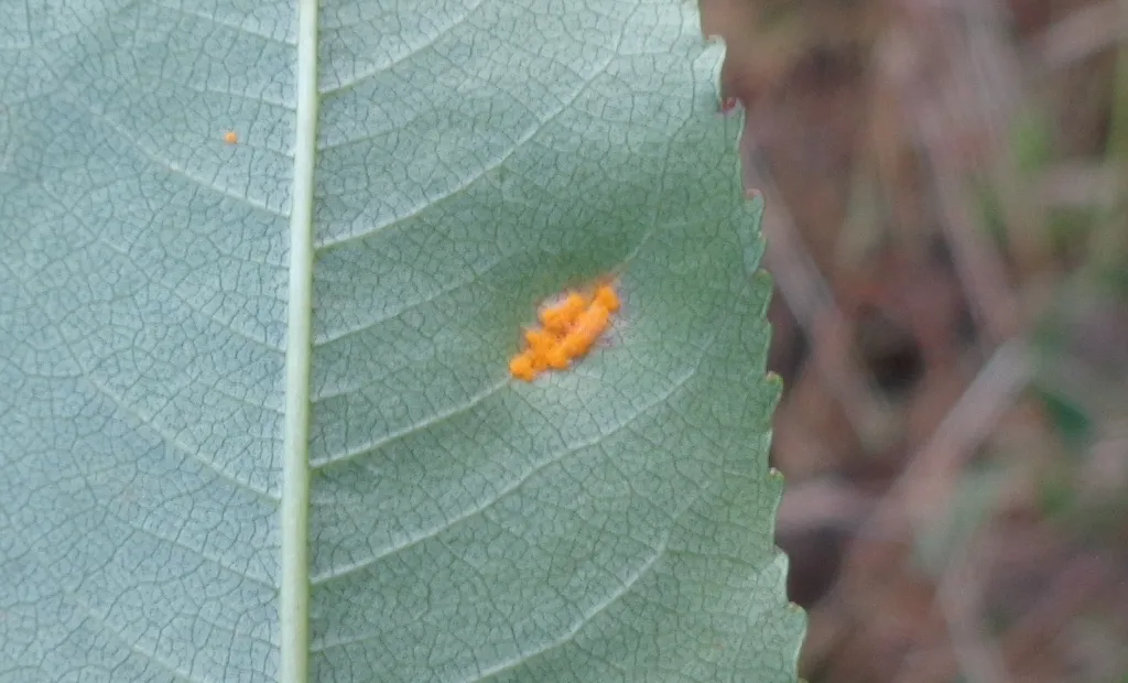 Rose rust