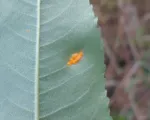 Rose rust