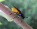 Rosenbürstenhornwespe