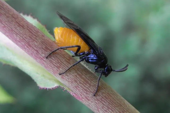 Rosenbürstenhornwespe