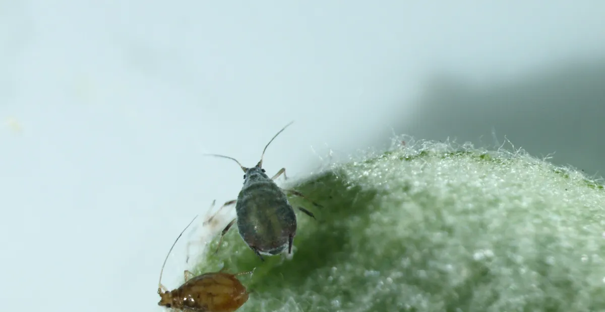 Rosy Apple Aphid