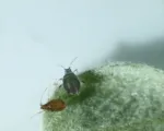 Rosy Apple Aphid