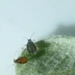 Rosy Apple Aphid