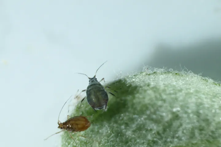 Rosy Apple Aphid