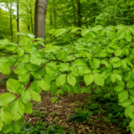 Rotbuche (Fagus sylvatica) – Pflanzenfoto
