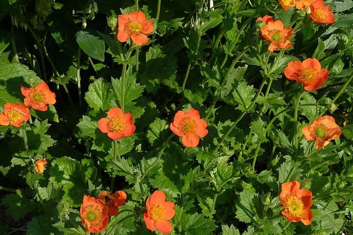 Geum 'Coccineum'