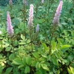 Rote Prachtspiere (Astilbe rubra) – Pflanzenfoto