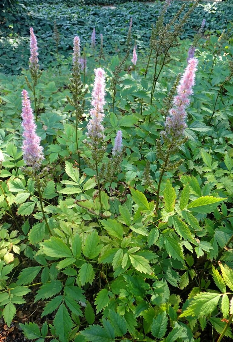 Astilbe rubra