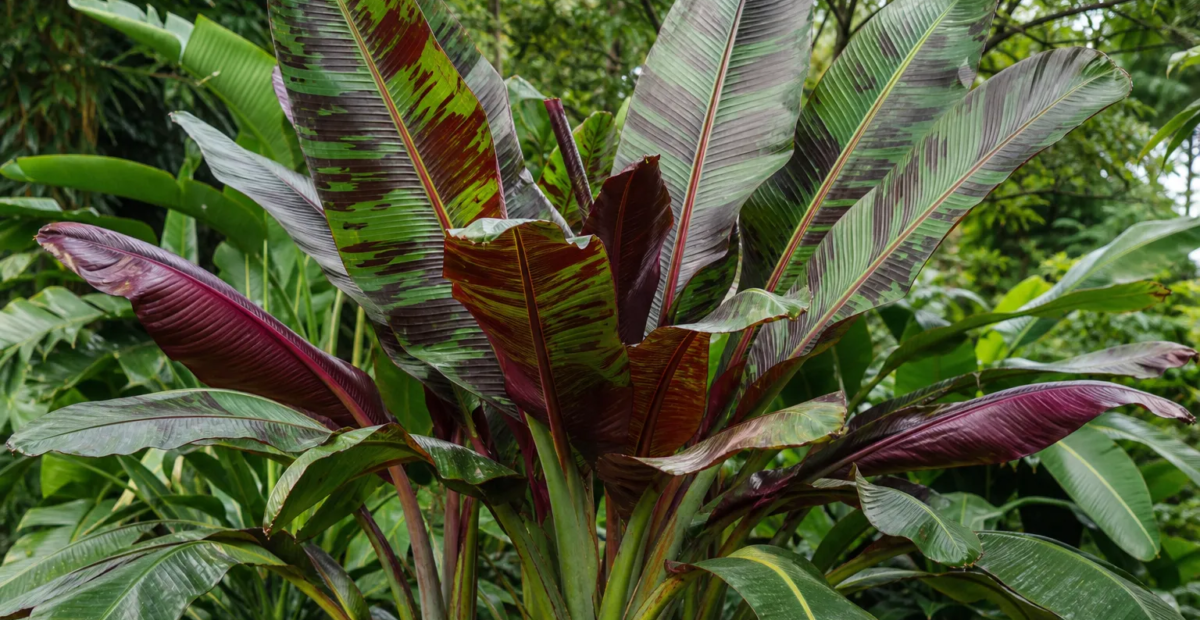 Rote Tigerbanane (Musa sikkimensis 'Red Tiger') – Pflanzenfoto