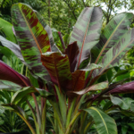 Rote Tigerbanane (Musa sikkimensis 'Red Tiger') – Pflanzenfoto