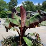 Rote Zierbanane (Ensete ventricosum 'Maurelii') – Pflanzenfoto